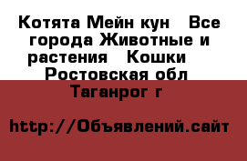 Котята Мейн кун - Все города Животные и растения » Кошки   . Ростовская обл.,Таганрог г.